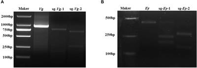 CRISPR/Cas9 establishment-mediated targeted mutagenesis in Macrobrachium nipponense